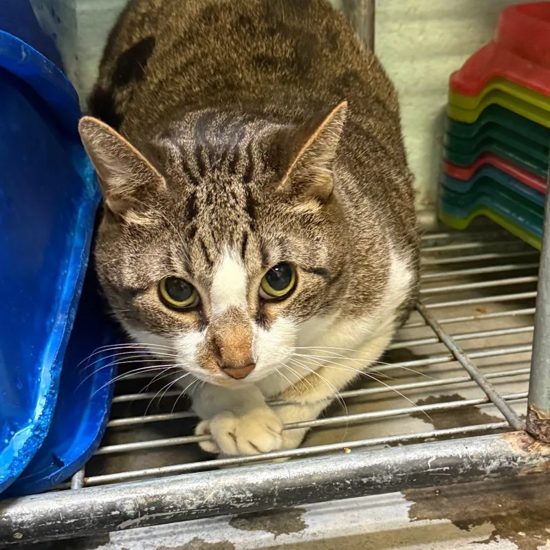 A baby small-sized female Gray / Blue / Silver Domestic Short Hair cat named Nova for adoption in Jacksonville, AR