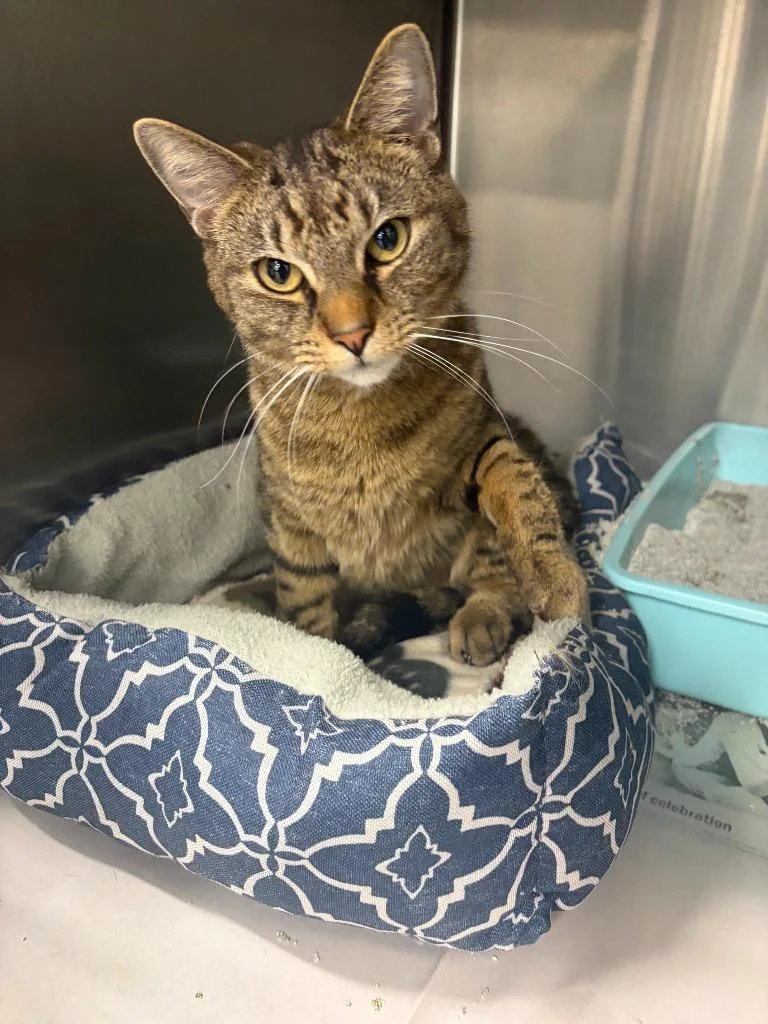 An adult medium-sized female Domestic Short Hair cat named Scarlet for adoption in Portland, IN