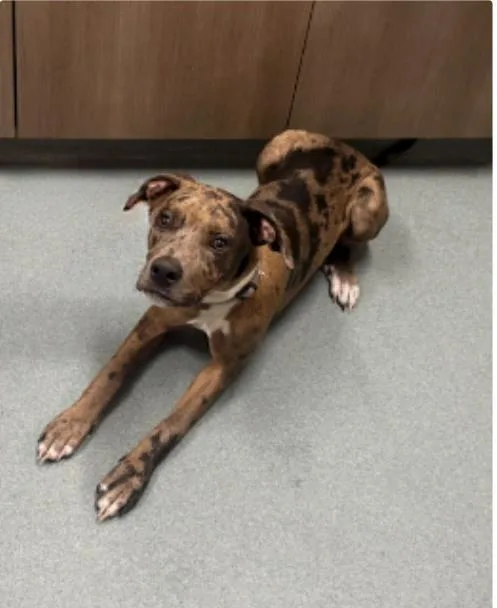 A young medium-sized male Catahoula Leopard Dog dog named Scooby for adoption in Baytown, TX