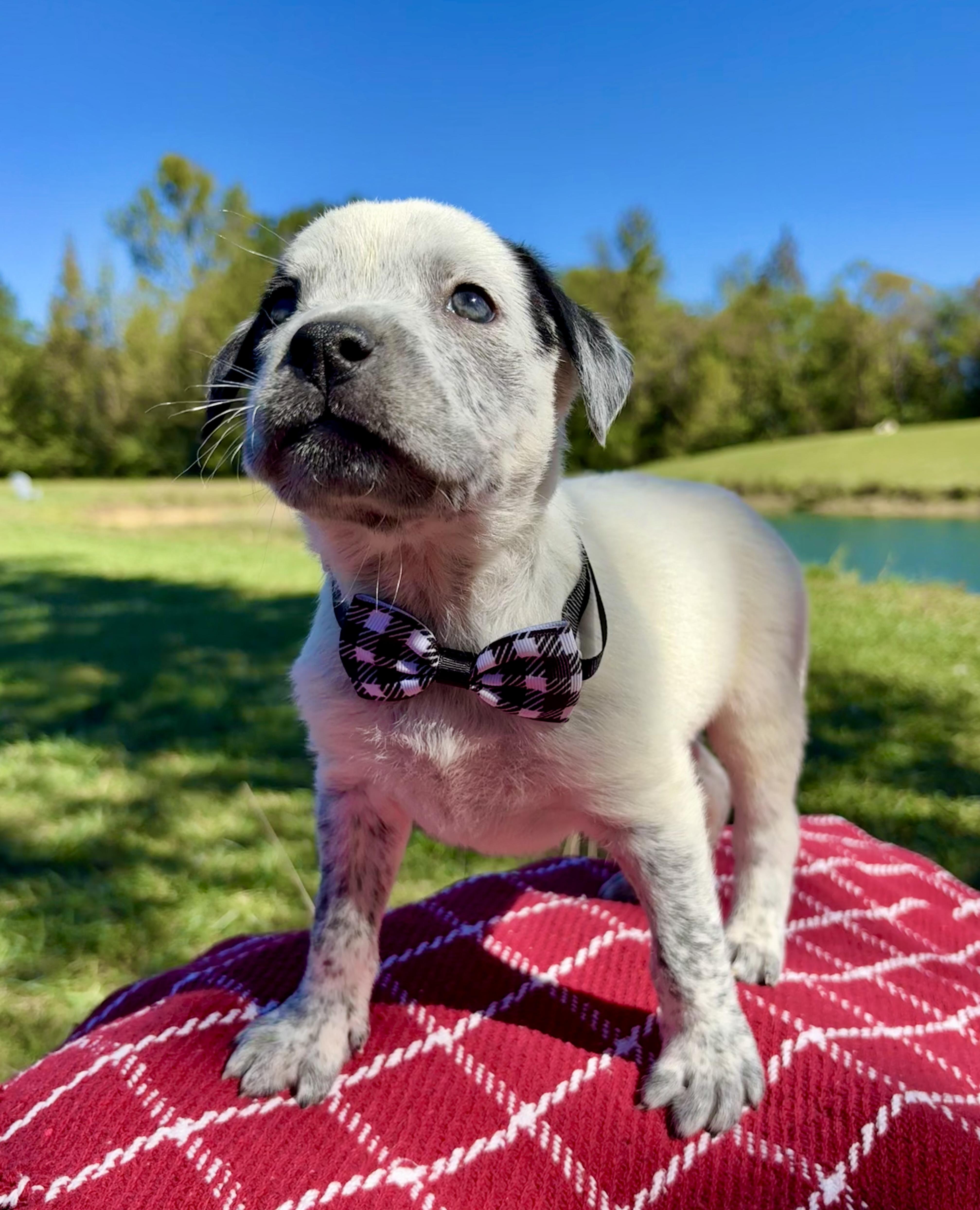 A baby medium-sized male Black Catahoula Leopard Dog named Applejack for adoption in Pittsboro, NC
