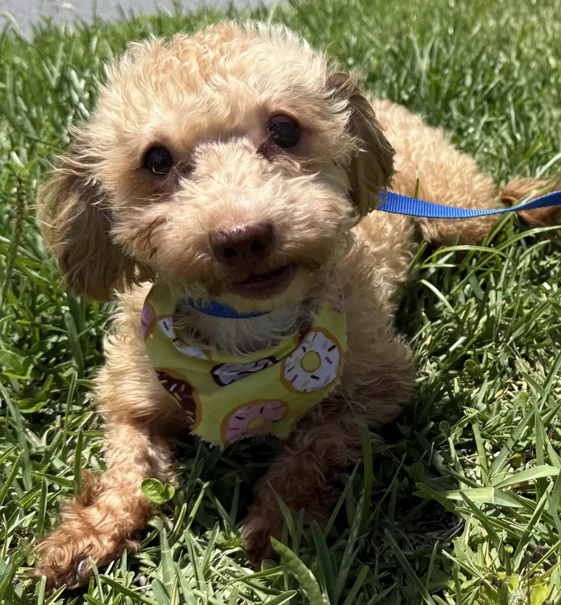 An adult small-sized female Shih Tzu dog named Donut for adoption in Sanford, FL