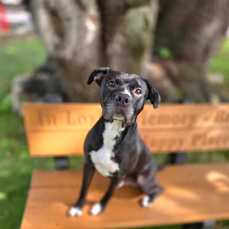 An adult medium-sized male Black Mixed Breed dog named RootBeer for adoption in Port Charlotte, FL