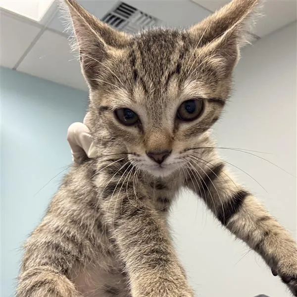 A baby small-sized female Brown / Chocolate Domestic Short Hair cat named Orca for adoption in Jacksonville, FL