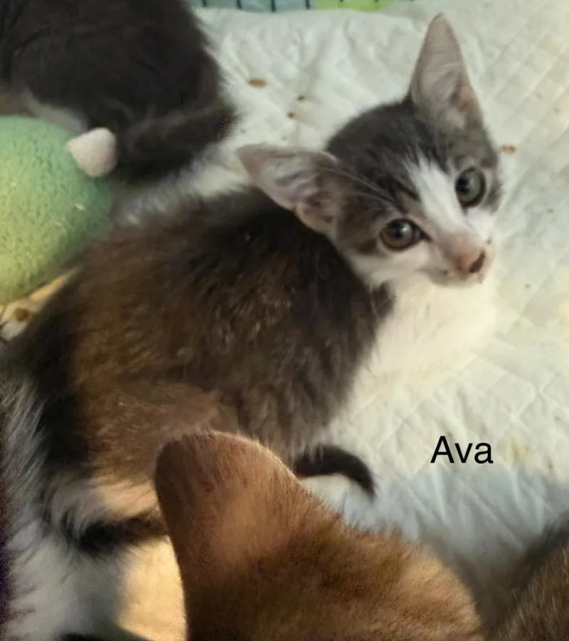 A baby small-sized female Domestic Short Hair cat named Ava for adoption in Syracuse, IN