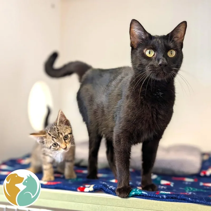 A young medium-sized female Black Domestic Short Hair cat named Tater for adoption in Toledo, OH