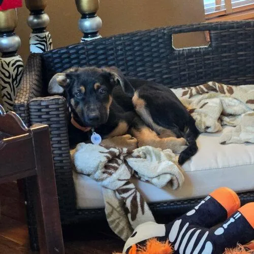 A baby medium-sized male German Shepherd Dog dog named Kodiak for adoption in Lincolnshire, IL
