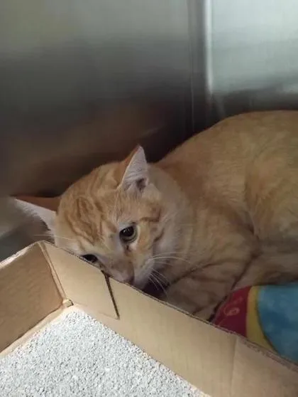 An adult large-sized male Domestic Short Hair cat named Frank for adoption in Aberdeen, SD