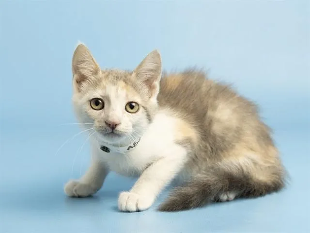 A baby small-sized female Domestic Short Hair cat named Remi for adoption in Phoenix, AZ