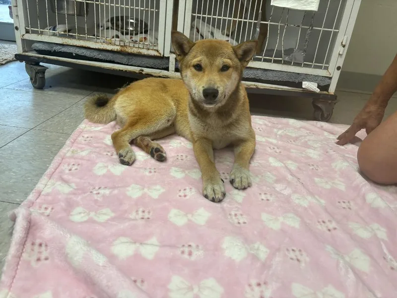 A baby medium-sized male Shiba Inu dog named Loro for adoption in Sorrento, LA