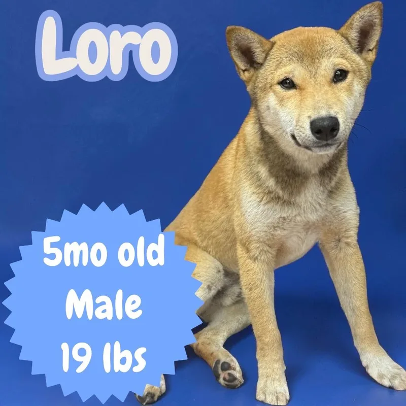 Loro thumbnail 2