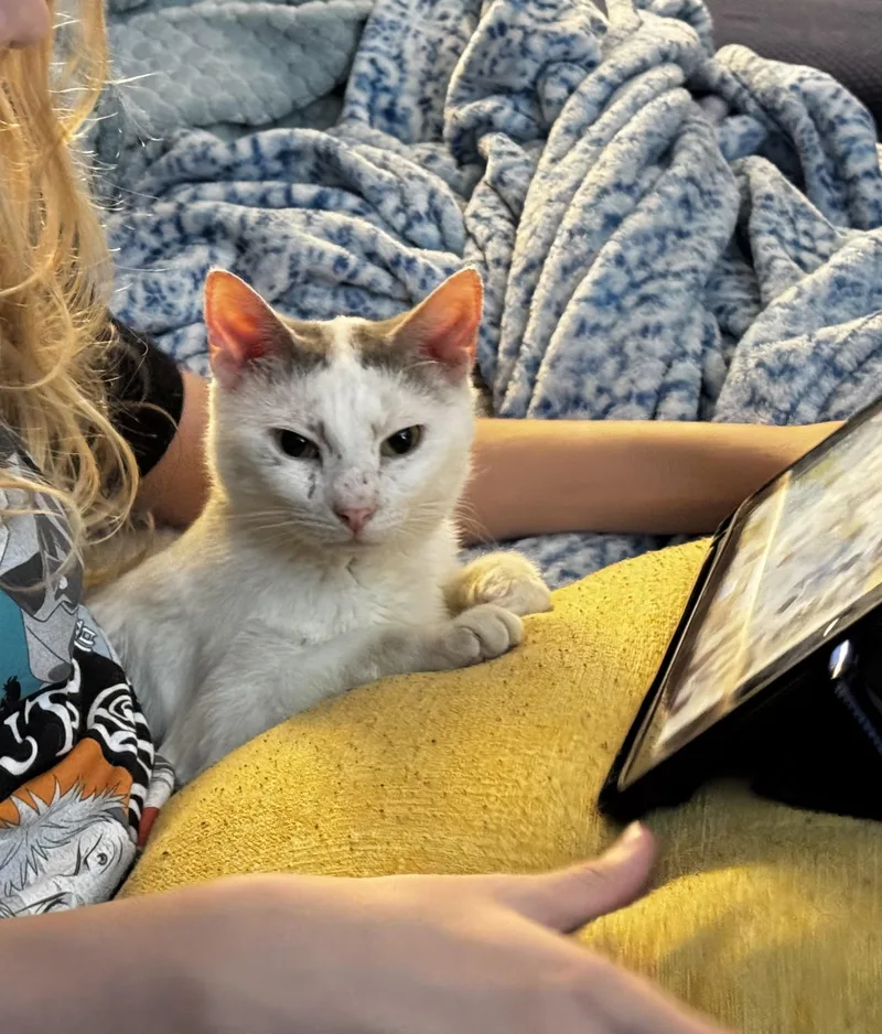 A young medium-sized male Gray & White Domestic Short Hair cat named Fin for adoption in Philadelphia, PA