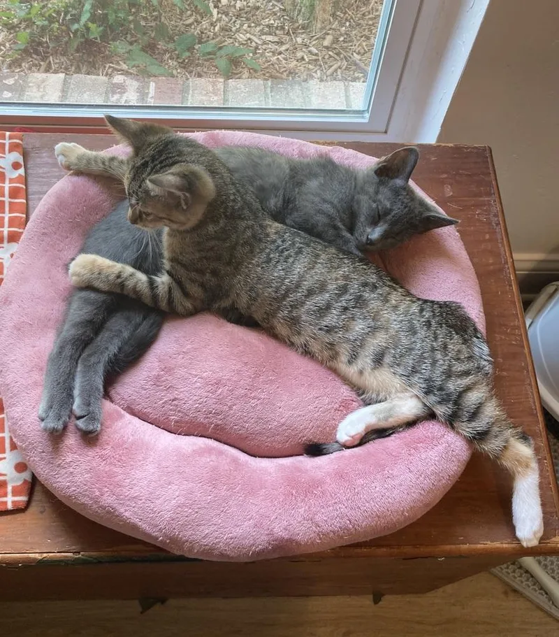 A baby small-sized female Domestic Short Hair cat named Leta Mae for adoption in Dallas, TX