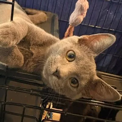 A baby small-sized male Gray / Blue / Silver Domestic Short Hair cat named FrankNFurter for adoption in Washington, DC