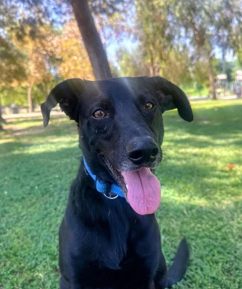 A young medium-sized male Labrador Retriever dog named Harold for adoption in San Diego, CA