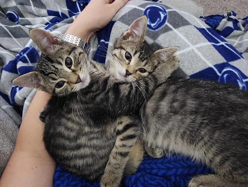 A baby medium-sized female Domestic Short Hair cat named Sweetie Pie and Larry for adoption in Wheaton, IL