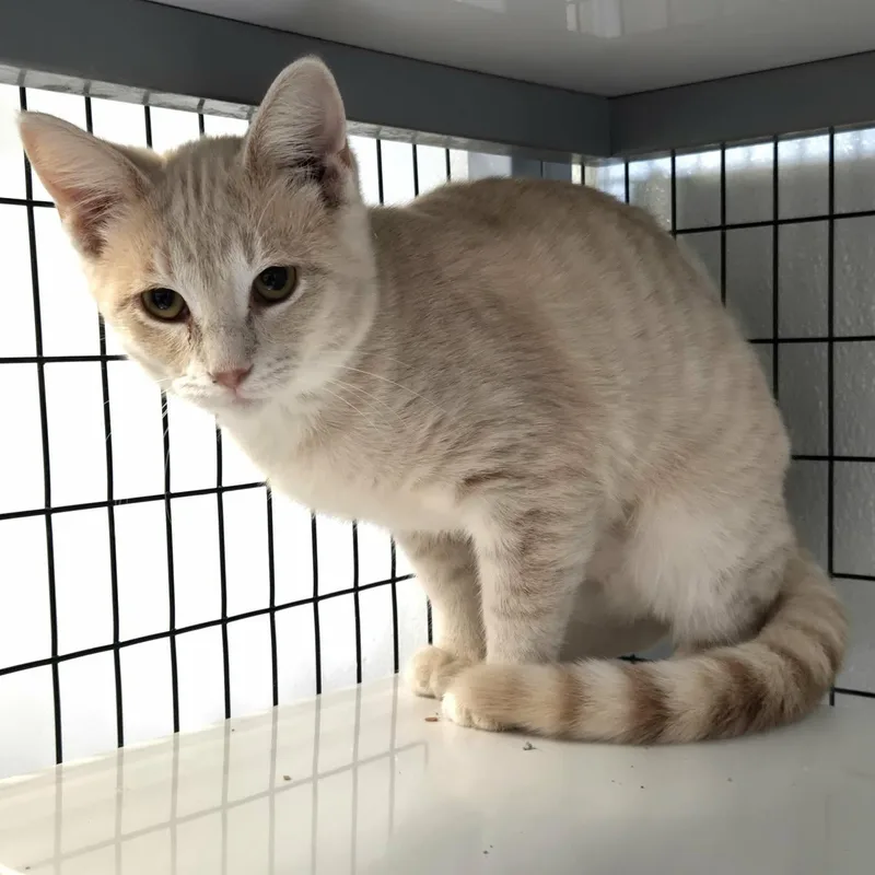 A baby medium-sized female Tabby (Buff / Tan / Fawn) Domestic Short Hair cat named Yam for adoption in Watertown, WI
