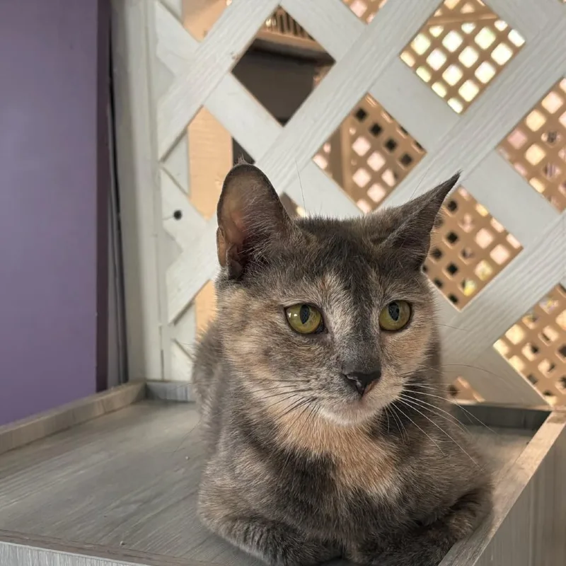 An adult medium-sized female Tortoiseshell Domestic Short Hair cat named Sparrow for adoption in Hopewell, VA