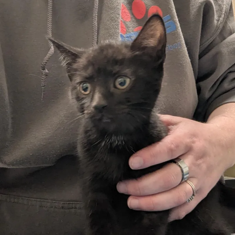 A baby medium-sized male Domestic Short Hair cat named Sailor for adoption in Aberdeen, WA