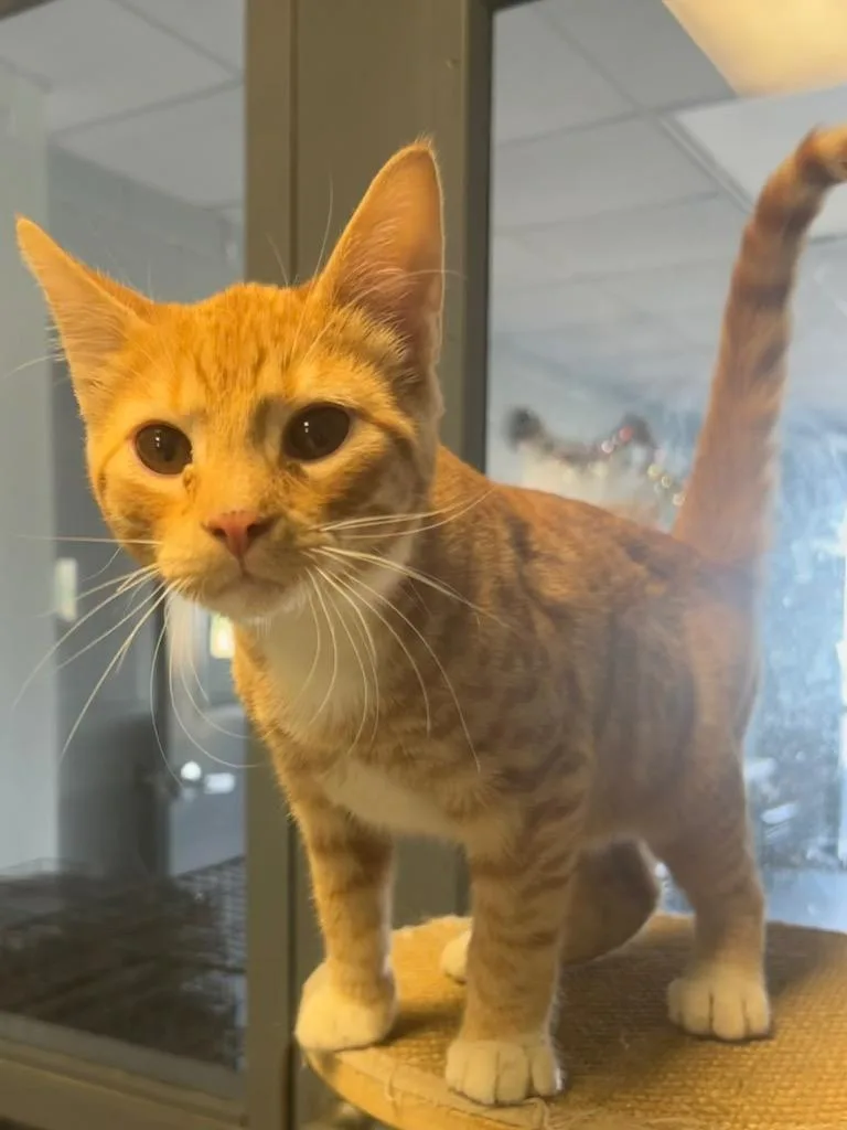 A baby small-sized male Domestic Short Hair cat named Kenny for adoption in Greenwood, MS