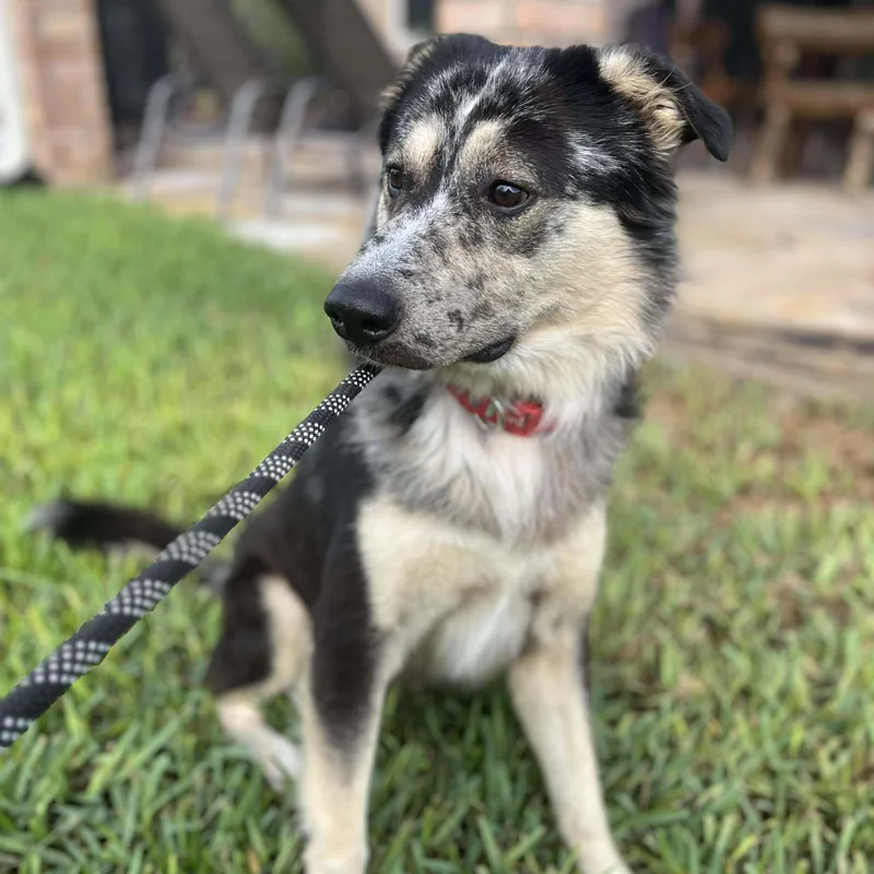 Buddy Mcbee thumbnail 2