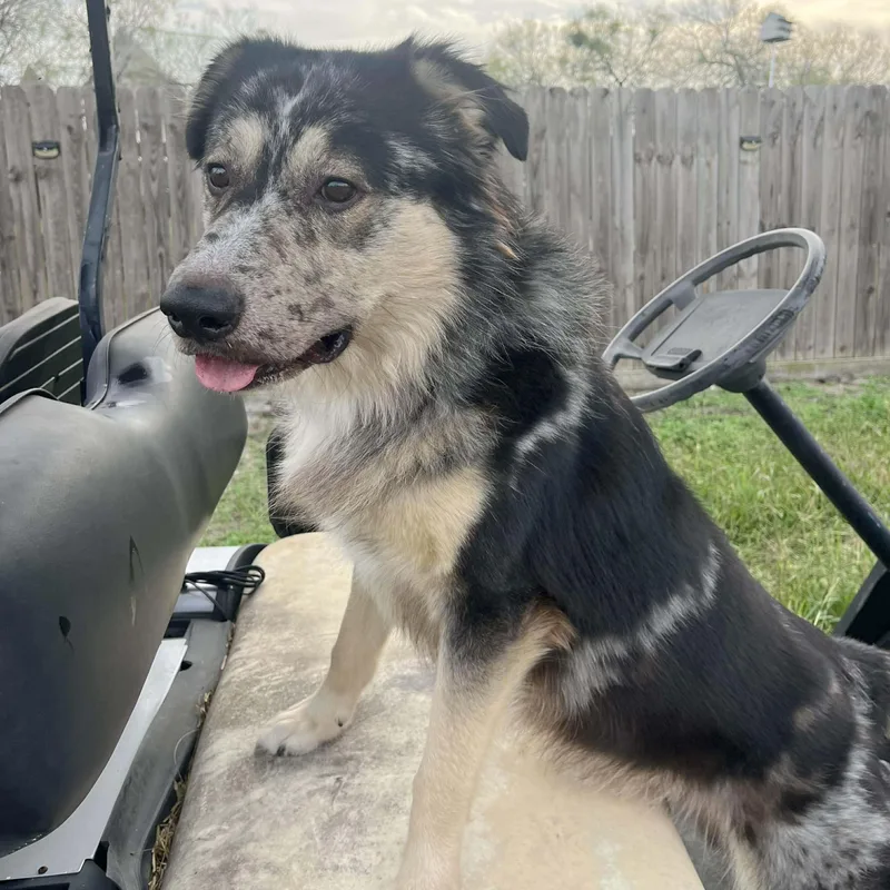 Buddy Mcbee thumbnail 4