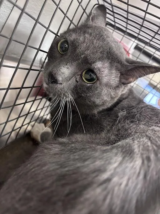 A young medium-sized male Domestic Short Hair cat named Smokey for adoption in Las Vegas, NV