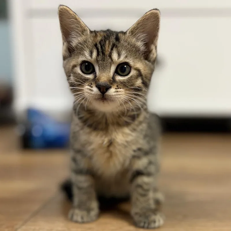 A baby small-sized female Torbie Domestic Short Hair cat named Mercury for adoption in Birmingham, AL