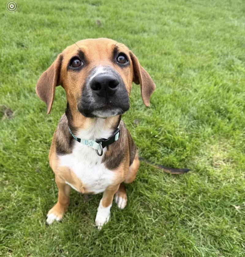 A young small-sized female Labrador Retriever dog named Joey for adoption in Mokena, IL