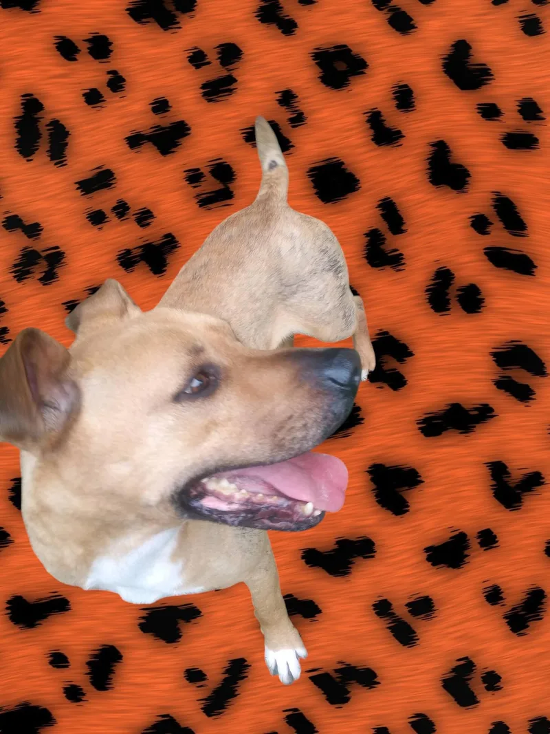 Howie thumbnail 2