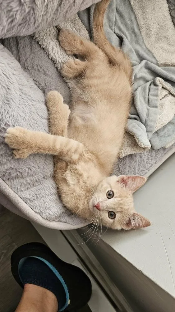 A baby small-sized male Domestic Short Hair cat named Toebias for adoption in Chicago, IL