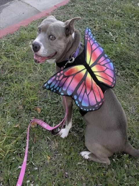 An adult medium-sized female Pit Bull Terrier dog named Sunshine for adoption in Santa Barbara, CA