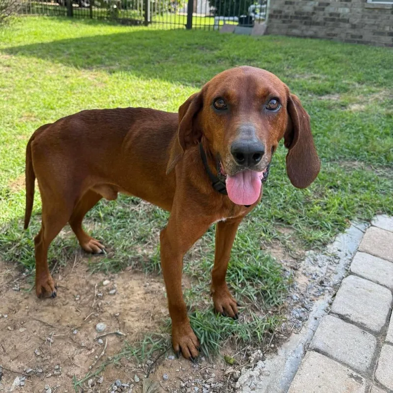 An adult medium-sized male Red / Chestnut / Orange Redbone Coonhound dog named Jake for adoption in Irvington, AL