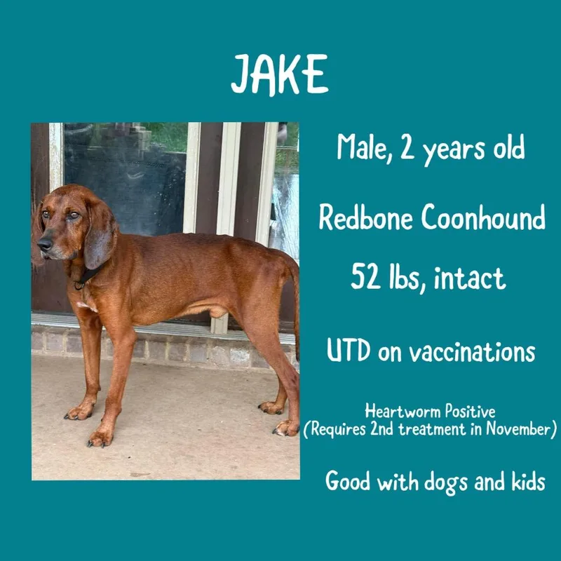 Jake thumbnail 2