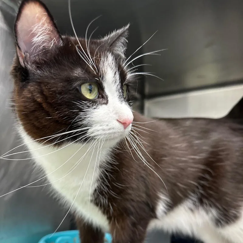 An adult medium-sized female Black Domestic Short Hair cat named Sisi for adoption in Chicago, IL