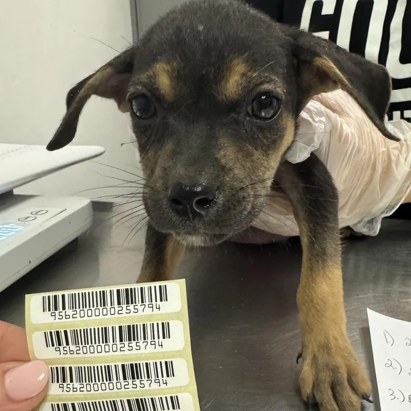 A baby small-sized female Black Mixed Breed dog named Islands In The Stream for adoption in Charleston, WV