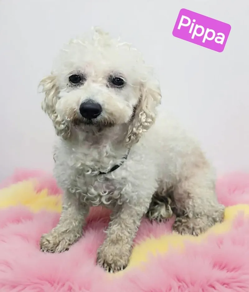 Pippa