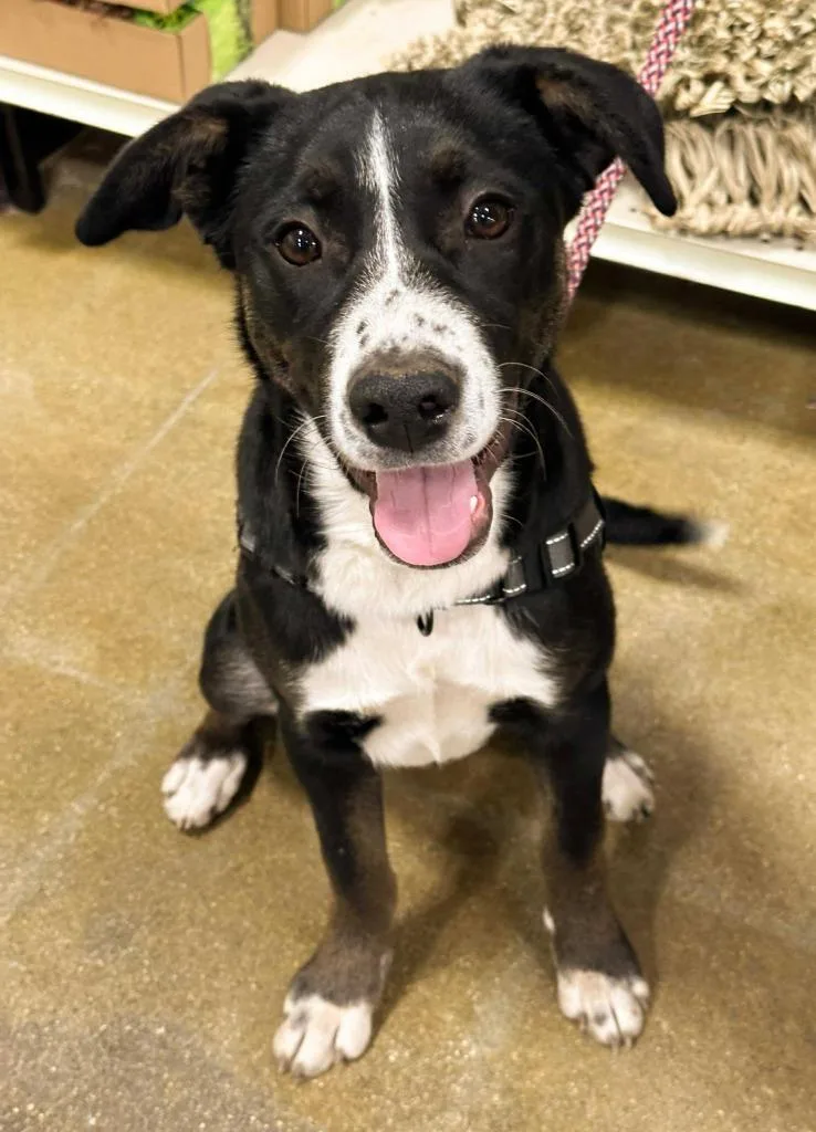 A young medium-sized female Mixed Breed dog named Gracie for adoption in sun prairie, WI