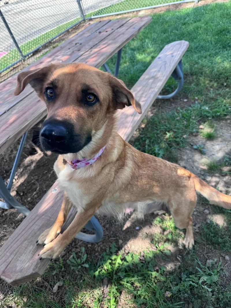 A young medium-sized female Yellow / Tan / Blond / Fawn Mixed Breed dog named Freya for adoption in Yorkville, IL