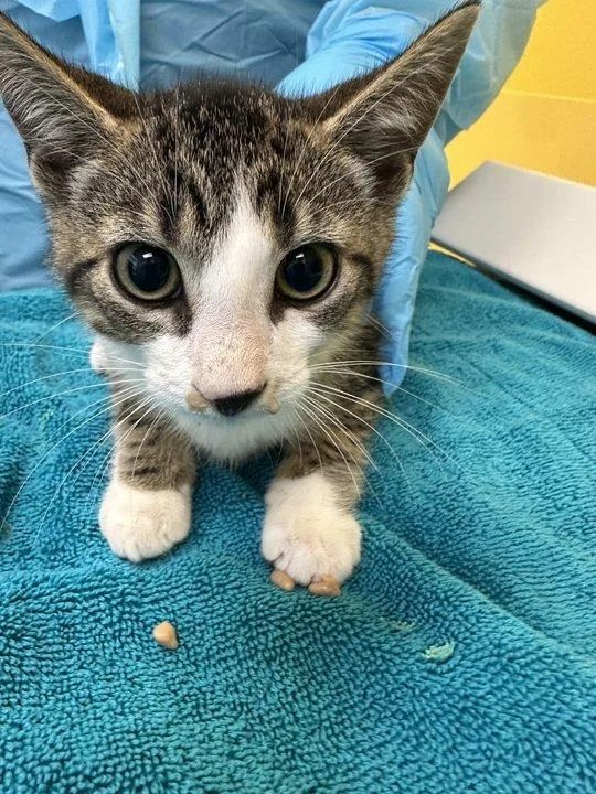 A baby small-sized male Tabby (Brown / Chocolate) Domestic Short Hair cat named Bay for adoption in Raleigh, NC
