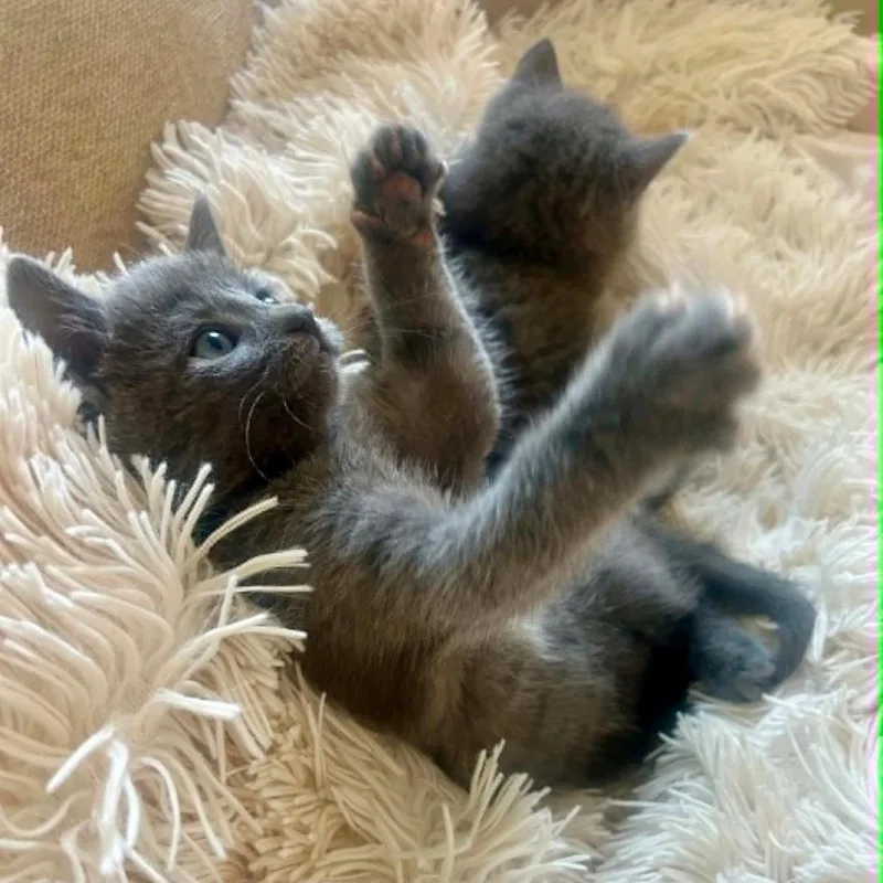 A baby small-sized female Gray / Blue / Silver Domestic Short Hair cat named Delilah for adoption in Harrisonburg, VA