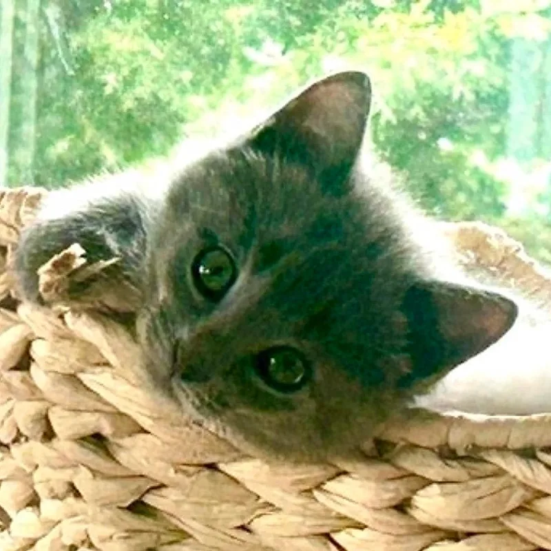 Delilah thumbnail 3
