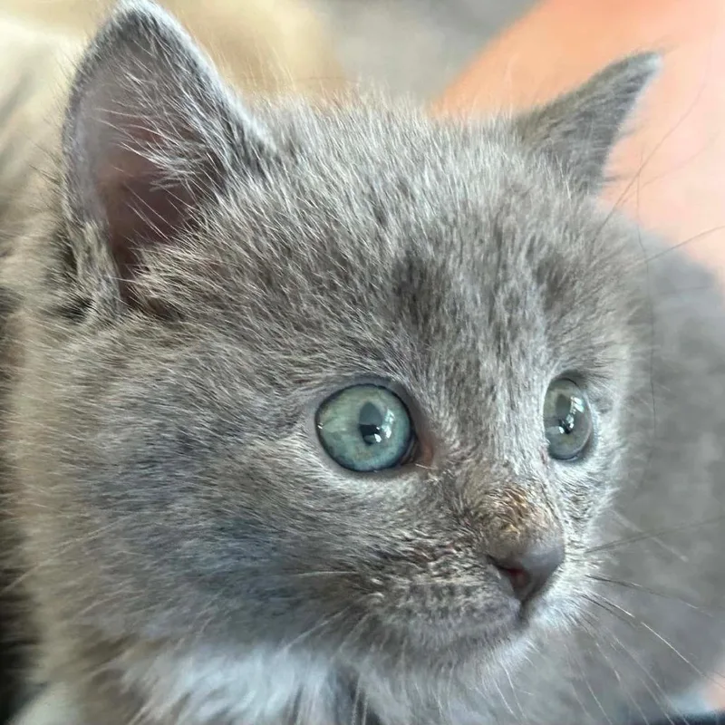 Delilah thumbnail 4