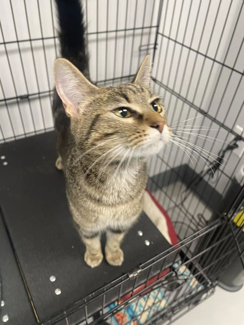An adult medium-sized female Tabby cat named Phoebe for adoption in Georgetown, KY