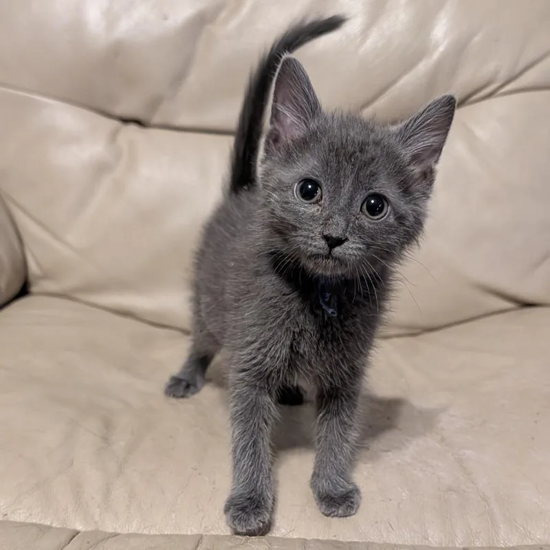 A baby small-sized male Domestic Medium Hair cat named Rhythm for adoption in Portage, MI