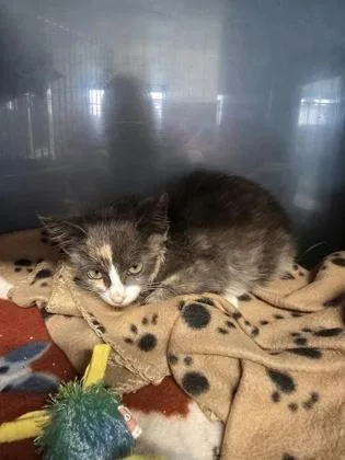 A baby small-sized female Domestic Long Hair cat named Bugsy for adoption in Shawano, WI