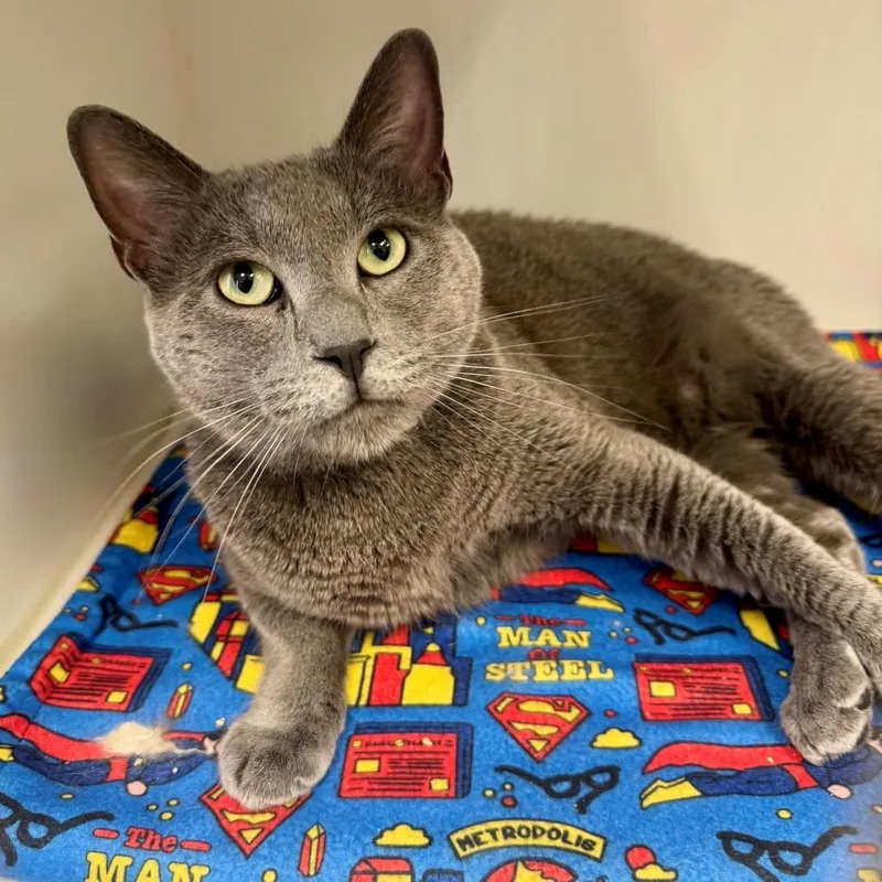 An adult large-sized male Gray / Blue / Silver Domestic Short Hair cat named Bubbie for adoption in Hawthorne, CA
