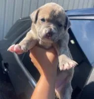 A baby medium-sized female Mixed Breed dog named Dawn for adoption in West Chester, PA