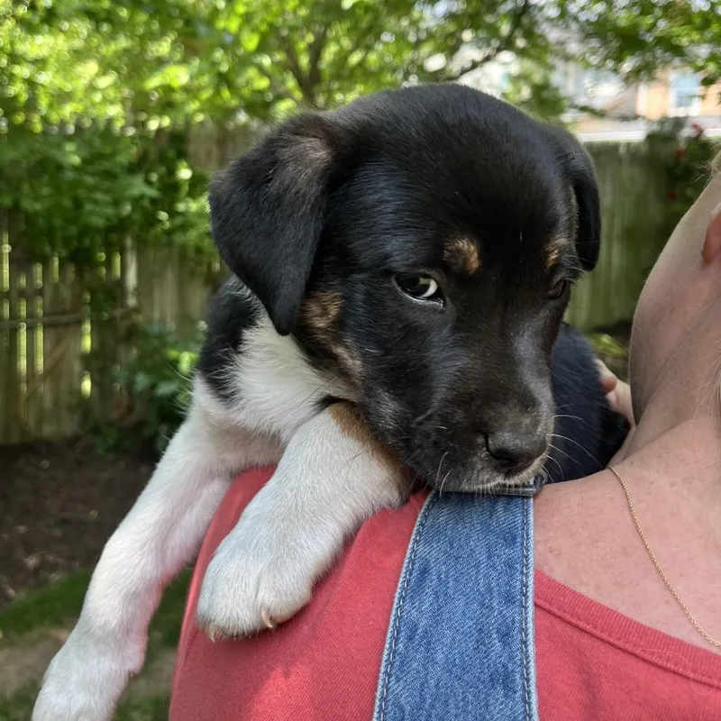 A baby small-sized female Black Hound dog named Mia Pup: Rue for adoption in Falls Church, VA