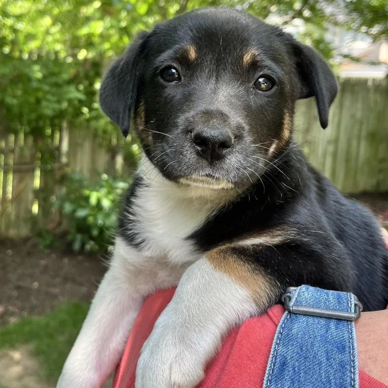 Mia Pup: Rue thumbnail 2