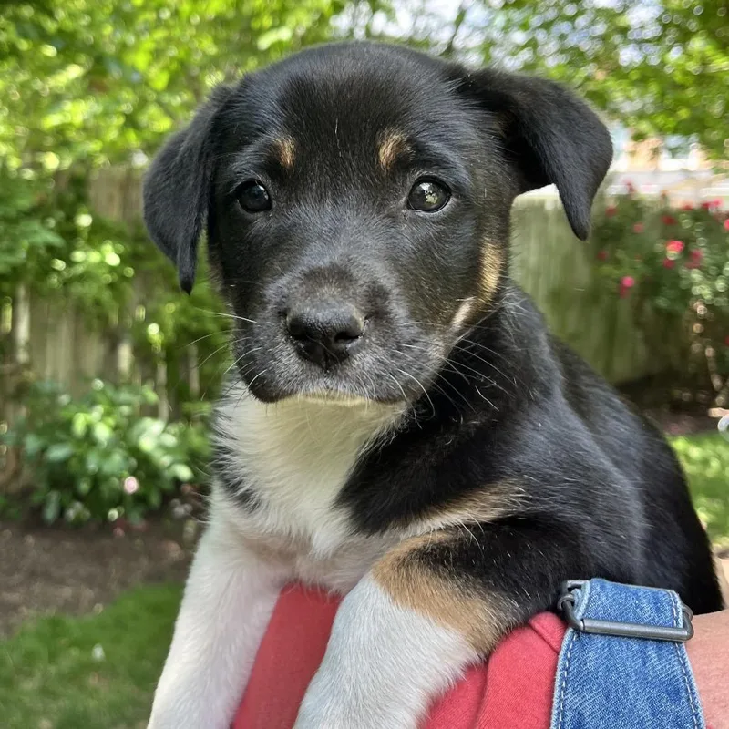 Mia Pup: Rue thumbnail 3
